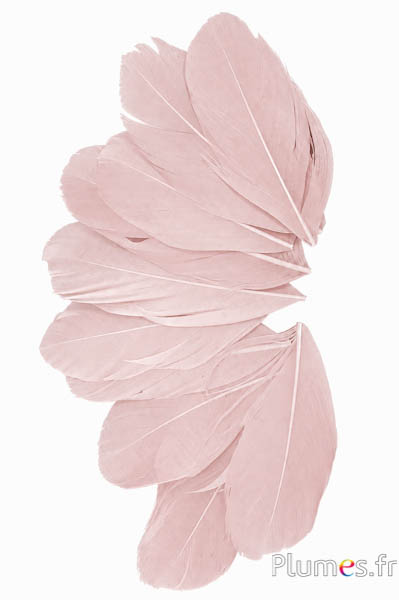 Verenblaadjes - 6-8 x 3-4 cm - beige rosé